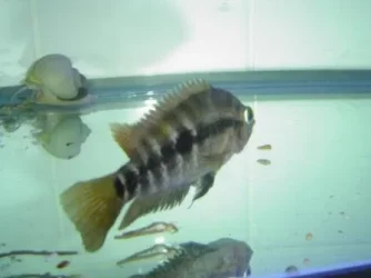 Cichlid 2.webp