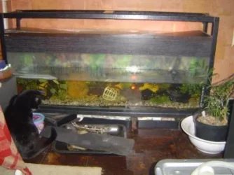 New Tank 1.webp