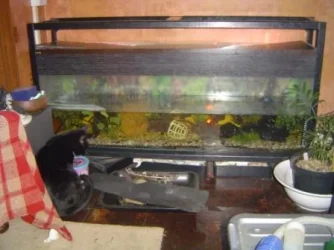 New Tank 2.webp