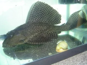 Plec 4.webp