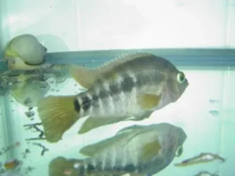 Cichlid 3.webp Cichlid 3.webp