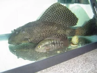 plec and ciclid.webp