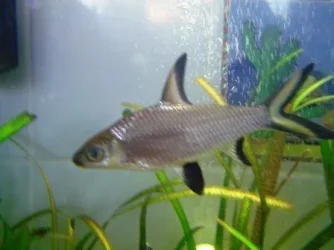Bala shark 1.webp