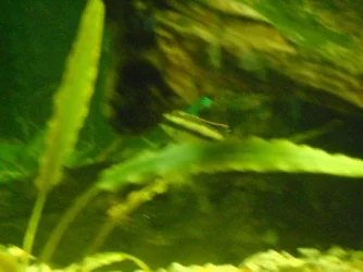 malekrib3.webp