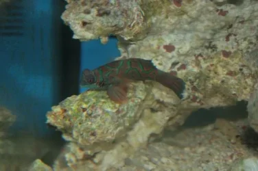 Mandarin Goby1.webp Mandarin Goby1.webp