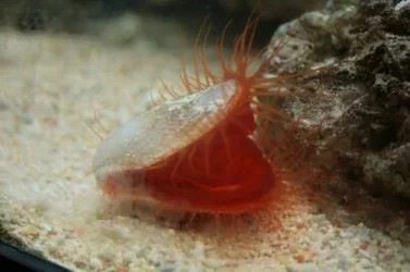 Fire Clam1.webp Fire Clam1.webp