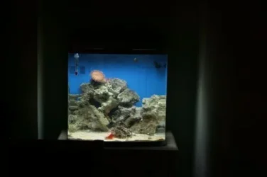 FTS1.webp FTS1.webp
