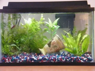 December tank small.webp