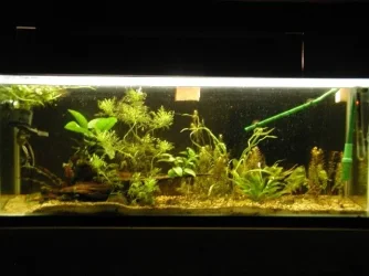 clair and aquarium 016.webp