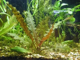 clair and aquarium 028.webp