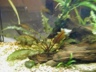 clair and aquarium 025.webp