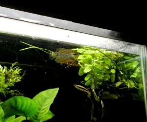 clair and aquarium 031.webp