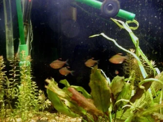 clair and aquarium 029.webp