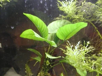 clair and aquarium 026.webp