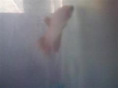 SUNP0045(2) (WinCE).JPG