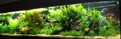 Rainbowfish Planted Tank 1.jpg