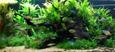 Rainbowfish Planted Tank 4.jpg