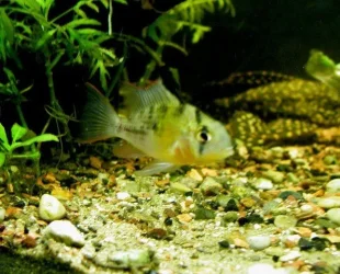 bolivian rams 001.webp
