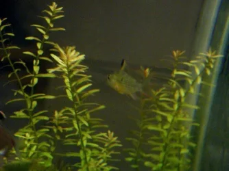 bolivian rams 004.webp