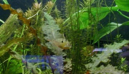 bolivian rams 002.webp