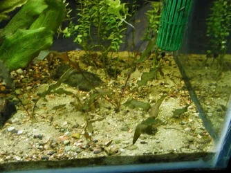 clair and aquarium 018.webp
