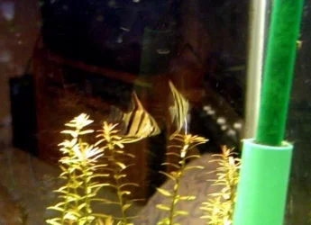 clair and aquarium 021.webp