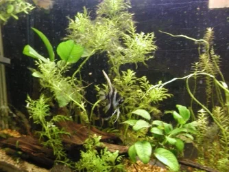 clair and aquarium 023.webp