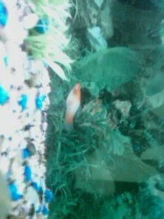 koi tail pics (2).webp