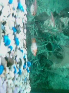 koi tail pics.webp