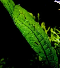 pearling 021.webp