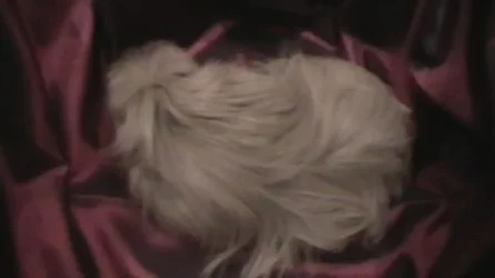 guinea pigs 002.webp