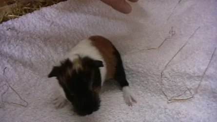 piggies 033.webp