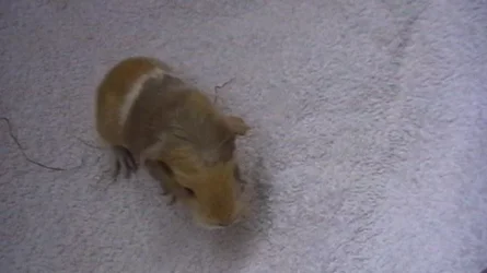 piggies 031.webp