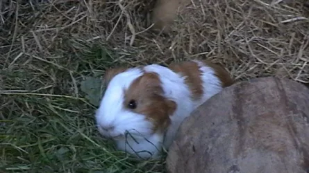 piggies 067.webp