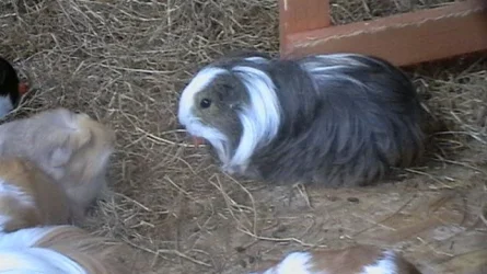 piggies 077.webp