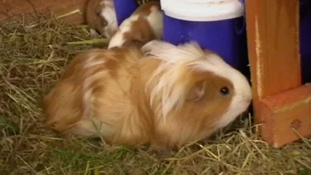 piggies 099.webp