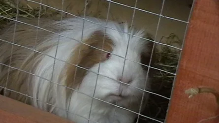piggies 080.webp