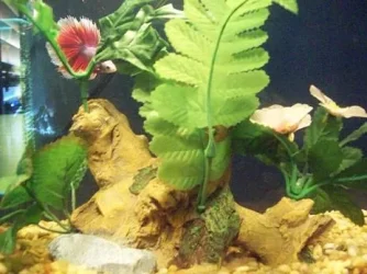 160_0087.webp