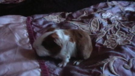 joleens babies 002.JPG
