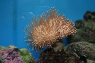Coral.webp Coral.webp