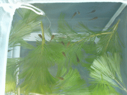 fry-12-01-10.gif fry-12-01-10.gif