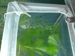 fry-12-01-10-2.gif fry-12-01-10-2.gif