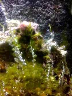 fish1.webp