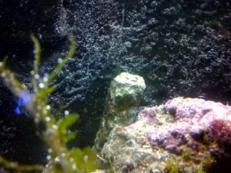 fish2.webp