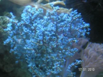 Blue Tree 1 (600 x 450).webp