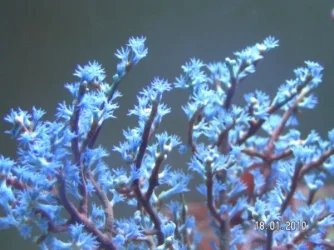 Blue Tree close up (600 x 450).webp