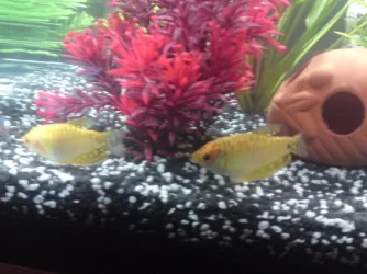 fish 1.webp