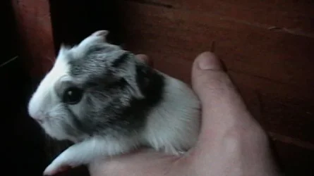 valeries babies 004.webp