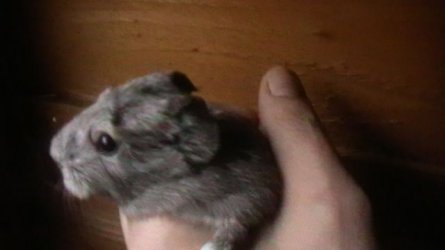 valeries babies 005.JPG