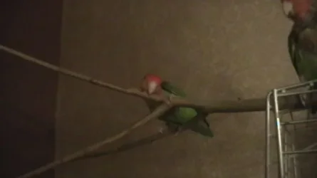 birds 004.webp